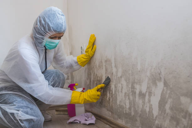 Best Attic Mold Removal  in Whiting, WI