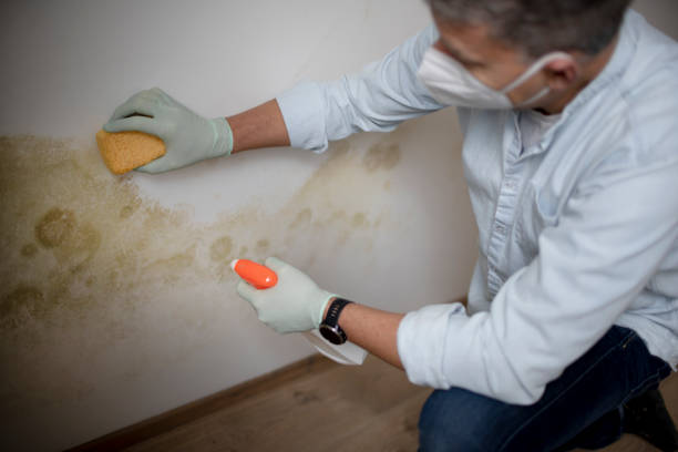 Professional Mold Removal in Whiting, WI