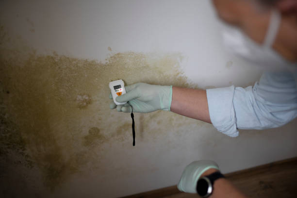 Mold Testing and Removal in Whiting, WI
