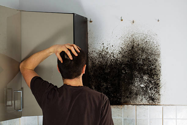 Attic Mold Removal in Whiting, WI